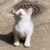 kitty'їs 7
