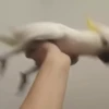 videopopuga 5