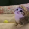 kitty'їs 8