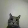 Kitties2 5