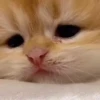kitty'їs 9