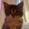 котики длR котRт х2 :: @fStikBot 5
