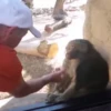 cute monkeys 10