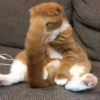 Kitties2 7