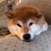 Shiba Inu Videos 5