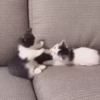 Kitties2 8