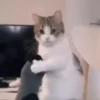 Kitties2 9