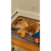 Shiba Inu Videos 6