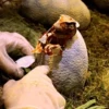 Jurassic Park 8