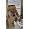 Shiba Inu Videos 7