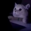 Kitties2 10