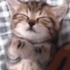 Kitties2 11