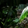 Jurassic Park 11