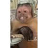 Monos cool @elvalledelassombras :: @fStikBot 13