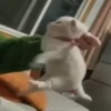 kitty'їs 10