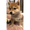 Shiba Inu Videos 8
