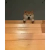 Shiba Inu Videos 9