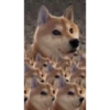 Shiba Inu Videos 11