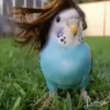videopopuga 7