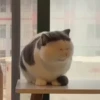 kitty'їs 11