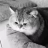 😽 Mood 14