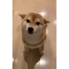 Shiba Inu Videos 12