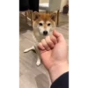 Shiba Inu Videos 13