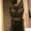 kitty'їs 12