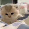 kitty'їs 13