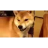 Shiba Inu Videos 14