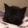 котики длR котRт х2 :: @fStikBot 11