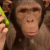 cute monkeys 11