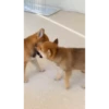 Shiba Inu Videos 15