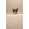 котики длR котRт х2 :: @fStikBot 12