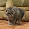 Kitties2 13