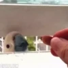 videopopuga 8
