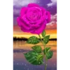 Flowers 2 9
