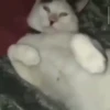 kitty'їs 14