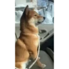 Shiba Inu Videos 16