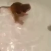 cute monkeys 15