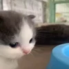 котики длR котRт х2 :: @fStikBot 15