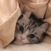 kitty'їs 16