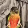 videopopuga 12
