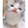 Kitties2 15