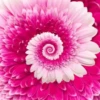 Flowers 2 11