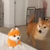 Shiba Inu Videos 18