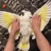 videopopuga 13
