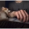 Kitties2 16