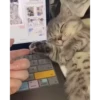 😽 Mood 19