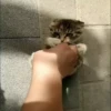 kitty'їs 19